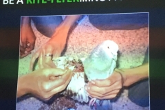 Celebration with care for birds